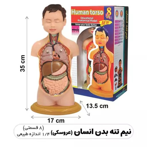 مولاژ نیم تنه بدن انسان1/4 اندازه طبیعی ارتفاع 35 سانتی متر با8 قطعه جدا شونده کد 7378