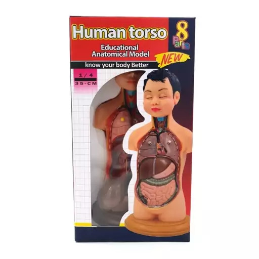 مولاژ نیم تنه بدن انسان1/4 اندازه طبیعی ارتفاع 35 سانتی متر با8 قطعه جدا شونده کد 7378