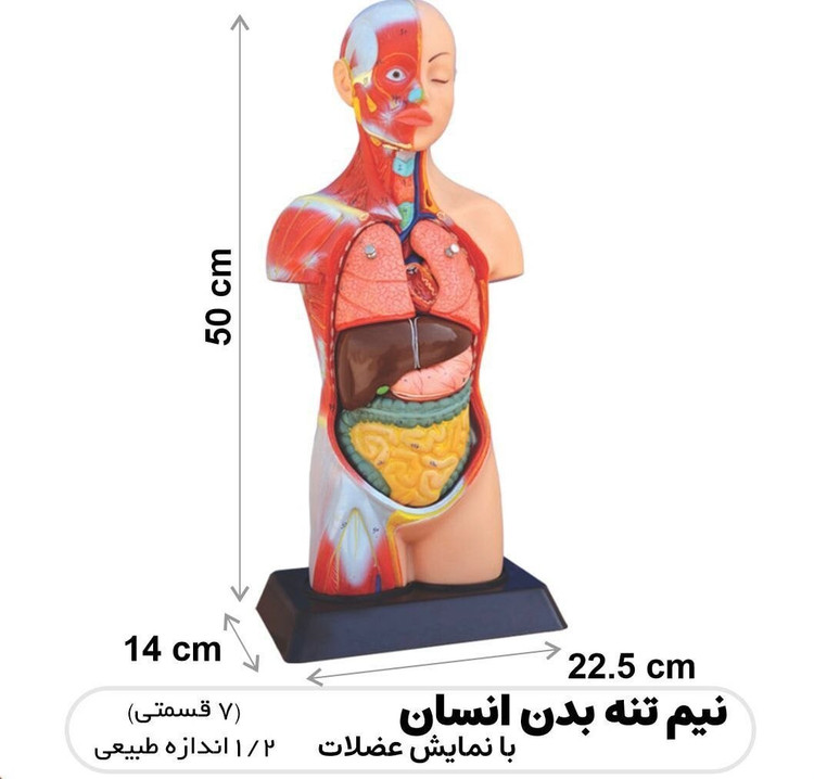 مولاژ نیم تنه بدن انسان 1/2 اندازه طبیعی ارتفاع 50سانتی متر با7 قطعه جدا شونده کد7067