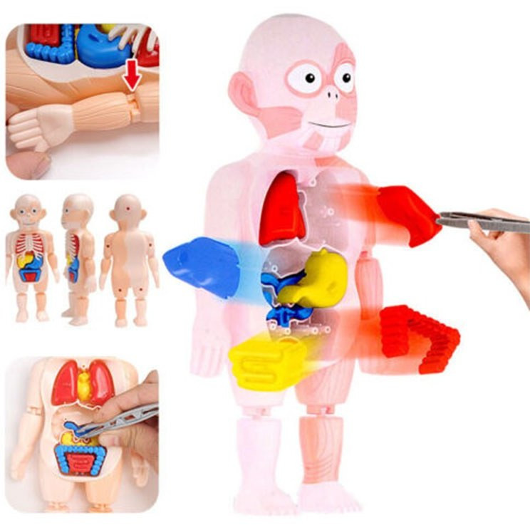 اسباب بازی مولاژ بدن انسان جعبهدار اورجینال کد ۶۰۸